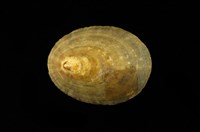 藏品(花笠螺)的圖片